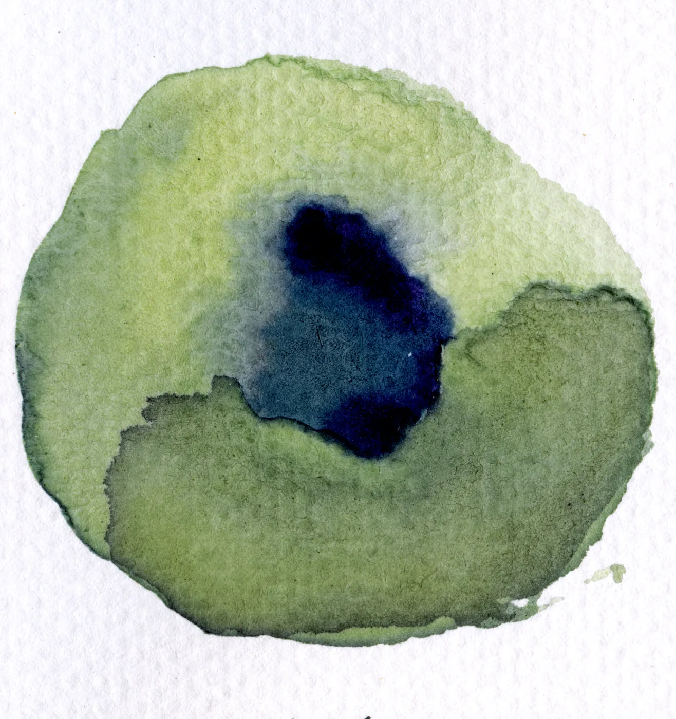 Aromo  Everyday Color  10 bosquegracias resized